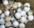 Costa Rican Biologists Are 3D Printing Fake Sea Turtle Eggs To Catch Poachers